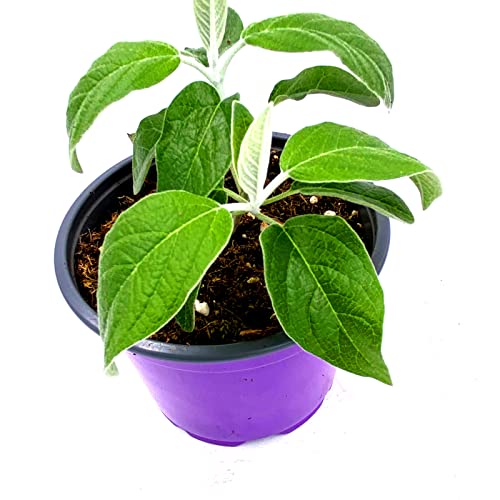 Peruanischer Salbei Kräuter Pflanze Salvia discolor 2stk
