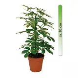 mgc24, Pflanzenservice Schefflera arboricola, Nora, im 12er Topf, Strahlenaralie