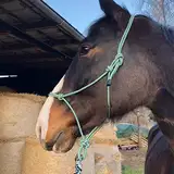 Knotenhalfter für Bodenarbeit Pferd - Knotenhalfter Cob optimal für Freiarbeit, Bodenarbeit, Führ- oder Verladetraining (Pony, Grün-Weiss)