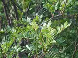 Szechuanpfeffer Zanthoxylum schinifolium Pflanze 90-100cm Japanischer Pfeffer