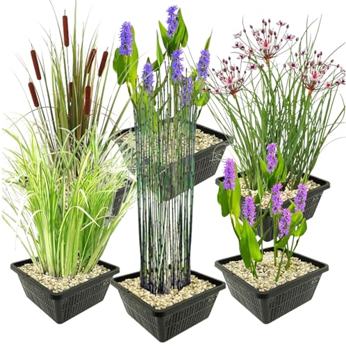 vdvelde.com - Set Wasserpflanzen - L - Kombi Set - 24 pflanzen - Platzierung: -1 bis -10 cm