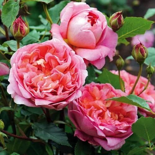 Boscobel ® Englische Rose im großen XXL 7,5 Liter Topf