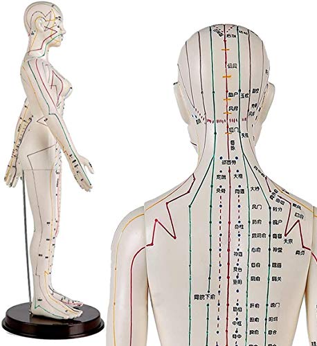 LBYLYH 60 cm Frauen-Akupunktur-Modell - Medical Modell Acupunctur - Human Akupunktur Modell - Chinese Herbalist Ärzte Akupunktur Körper Statuette