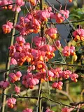 1 Stück Pfaffenhütchen (Euonymus europaeus) im Container 40-60 cm