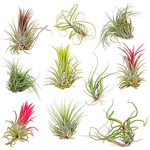 10x Tillandsia Mix - Luftpflanzen - Zimmerpflanze - Pflegefreundlich