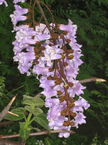 Blauglockenbaum Paulownia fortunei Pflanze 15-20cm Drachenbaum Kiribaum Rarität