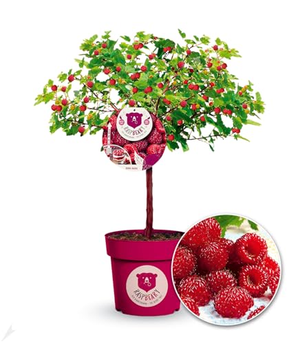 BALDUR Garten Himbeer-Baum Raspbeary® mit Stamm & Krone, 1 Pflanze, winterhart, mehrjährig, pflegeleicht, Rubus idaeus, Himbeere, essbare Früchte, Obst-Rarität