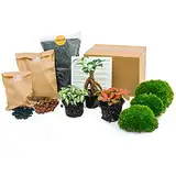 urbanjngl.com - Flaschengarten Paket Bonsai - 3 Pflanzen - Nachfüll & Starterpaket DIY - Pflanzenterrarium Nachfüllset - Pflanzen-Terrarium-Paket - Pflanzenterrarium Refill Bonsai