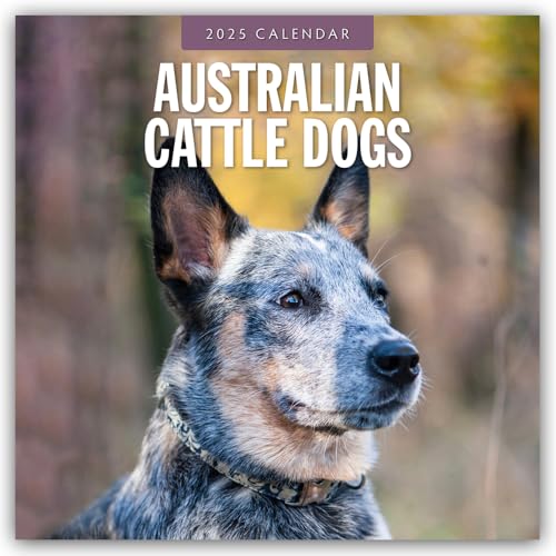 Australian Cattle Dogs – Australian Cattle Dog 2025 – 16-Monatskalender: Original Red Robin Publishing Ltd-Kalender [Mehrsprachig] [Kalender] (Wall-Kalender)