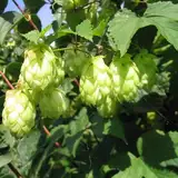 Hopfen - 1.5-Liter Topf - Humulus lupulus (weiblich) Pflanze - Stark wachsende Kletterpflanze, Winterhart | ClematisOnline