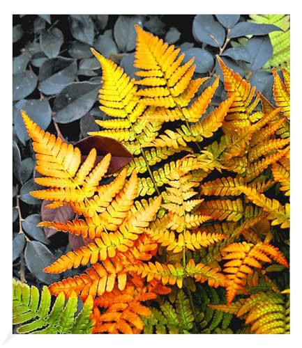 BALDUR Garten Winterharter Schmuck-Farn 'Golden Brilliant', 1 Pflanze, Dryopteris erythrosora Gartenfarn, winterharte Staude, mehrjährig, pflegeleicht, für Standort im Schatten geeignet