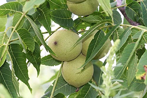 Schwarznuß Juglans nigra Pflanze 45-50cm Schwarznussbaum Walnuß Nussbaum Rarität
