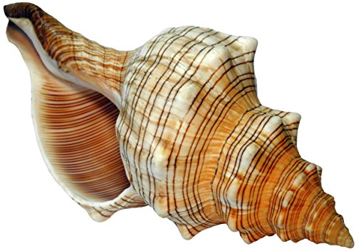 Kaltner Präsente Geschenkidee - Muschel Fasciolaria Trapezium Trapez Bandschnecke Meeresschnecke (15-16 cm)