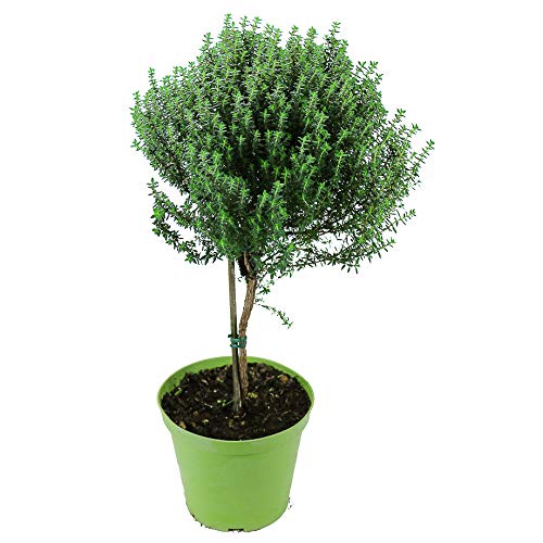 Thymian Stämmchen - Baum - Stamm, Thymian Kräuter Pflanze, Marktfrische Qualität !