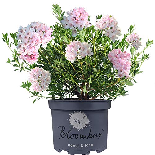 Gardeners Dream Bloombux Rhododendron Pflanze - Immergrüne Sträucher Winterhart - Rosa Blühende Winterharte Pflanzen für Garten, Balkon & Kübel - Garten Pflanzen Größe 20-30 cm (inkl. Topf)