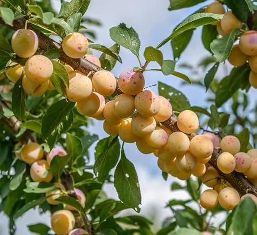 Nancy Mirabelle, Buschbaum (kleinbleibend),120-140cm, im Topf