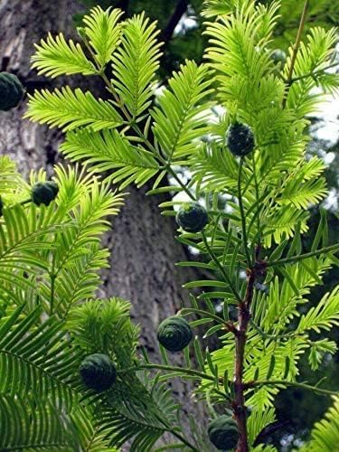 Echte Sumpfzypresse Taxodium distichum Pflanze 90-100cm Sumpfeibe Zyresse