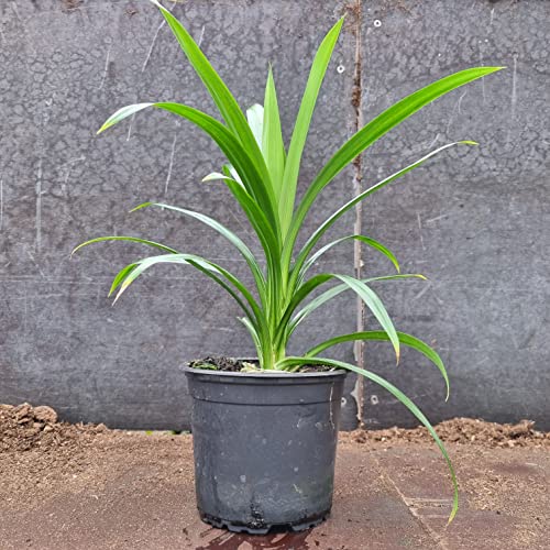 1 gesunde Pandanpalme | Pandanus Amaryllifolius | Southasian Pandan | Essbare Blätter | Aus Stecklingen gezogen | Selten | 20-30cm Höhe | Schraubenbaum | Annapoorna | Wangi | Rampe