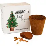 Tannenbaum Geschenk Set - Tannenbaum in der Dose Anzuchtset mit Kokostablette und Zellulose Topf - 8-10 Samen für 5 Tannenbäume Weihnachtsbaum Anzuchtset als Adventskalender Füllung