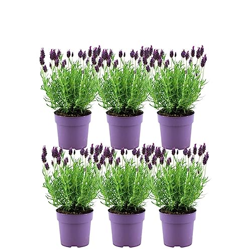 Plants by Frank – 6er Set Französischer Lavendel | Schopflavendel | 6 x Lavandula stoechas Anouk® 13 cm Topf - Lavendel Pflanze - Frisch aus der Gärtnerei