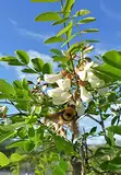 Robinie Robinia pseudoacacia Pflanze 55-60cm weiße Scheinakazie Schotendorn