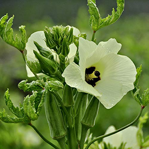 TOYHEART 200 Stück Premium-Gemüsesamen, Okra-Samen Natürliche Frische Samen Nährende Gumbo-Samen Für Den Garten Grün