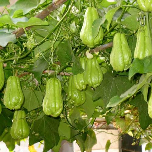 Shulemin Chayote-Samen, 100 Stück, Pflanzensamen, kletternd, feucht, subtropisch, verschiedene natürliche Chayote-Samen, Gartensamen für die Gartenbepflanzung Saatgut