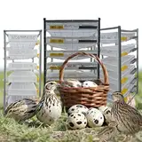 DWZL 6-Etagen-Wachtelstall Für 420 Vögel - Platzsparende Vertikalkonstruktion Mit Einfacher Eierentnahme Für Kommerzielle/Innenstallhaltung(Size:6-Tier)