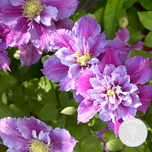 Clematis Piilu – Großblütige Waldrebe – Kletterpflanze – Winterhart – ⌀15 cm – 60-70 cm