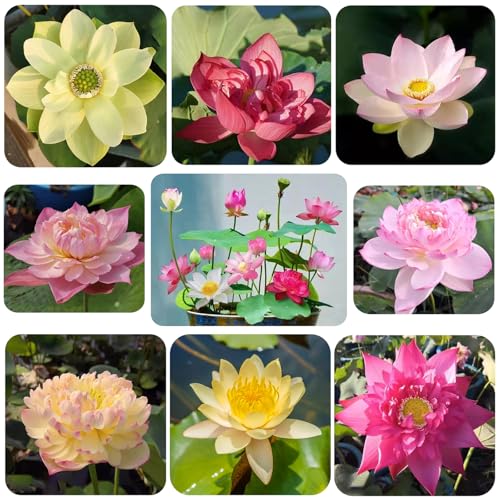 Lotus Samen 100 Stück Winterharte Pflanzen für Garten Lotusblume Samen Gemischte Farben Lotussamen Bonsai Samen Wohnkultur SchüSsel Schalenlotus Samen für Wohnung Garten Balkon