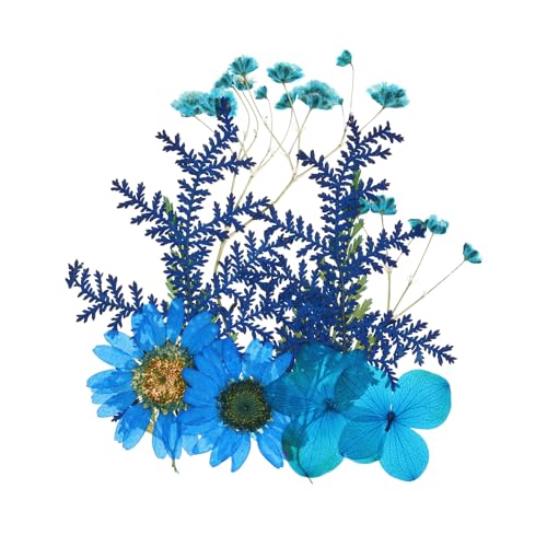 PATIKIL Getrocknete Gepresste Blumen, Echte Gepresste Blumen Trockene Blätter für Scrapbook Zubehör Kartenherstellung Harz Schmuckherstellung Seifenkerzen DIY Basteln, Blau