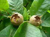 Mispel Mespilus germanica Pflanze 15-20cm echte Mispel Asperl Mispelche Dürgen