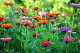 Zinnie (Zinnia elegans) ´Riesen-Mischung´ Samen. Schmetterlings Magnet (1000 Samen = 5,4g)