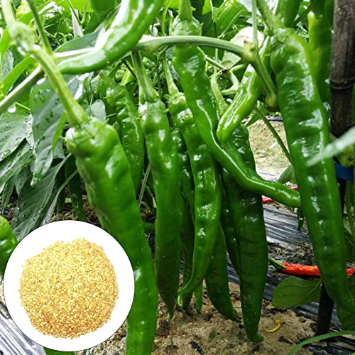 Luojuny Pflanzung von Samen langlebige Delikatesse kein GVO produktive Paprika samen für Geschenke
