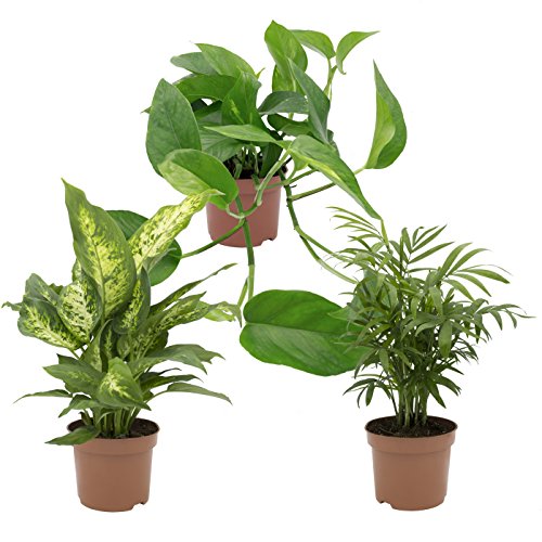 Dominik Blumen und Pflanzen, Zimmerpflanzen Tropic-Trio, Efeutute, Zimmerpalme und Dieffenbachia