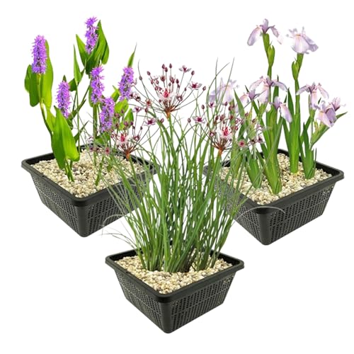 vdvelde.com - Teichpflanzen Set - Rosa Wasserpflanzen - Kombi Set - 12 pflanzen - Platzierung: -1 bis -10 cm