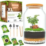 PYEF CRAFTS Flaschengarten Komplettset XL für Ökosystem im Glas - 4L Terrarium Pflanzen für Biotop Im Glas - Biosphäre Terrarium Set - Kit Ohne Pflanze (Flaschengarten Groß 4L)