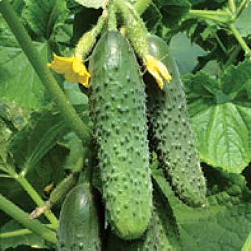 5G / 20 Kurazh F1 cucumber seeds