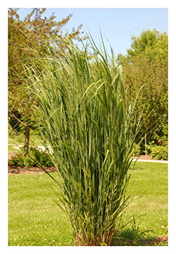 5 x Panicum virgatum 'Northwind' im 1 Liter Topf (Ziergras/Gräser/Winterhart/Mehrjährig/Staude) Reisen Rutenhirse - TOP SORTE/EXTREM AUFRECHT - Perfekt für als Sichtschutz - von Stauden Gänge