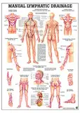 Lymphdrainage Anatomie Diagramm – laminiert