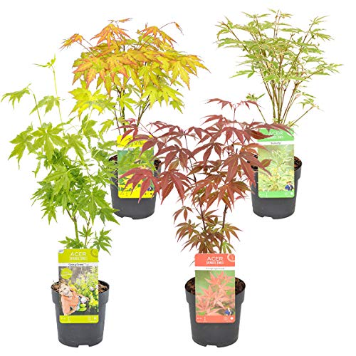 Bloomique - Acer mix - 4 Stücke - Winterharte Pflanzen - Japanischer Ahorn - Baum - Gartenpflanzen Winterhart - ⌀ 10,5 cm - 30 cm