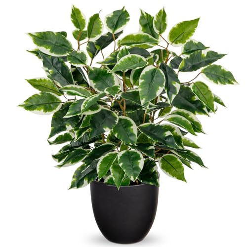 Hollyone Künstliche Pflanzen Wie Echt Ficus 40cm Künstliche Ficus Pflanzen im Topf Grünpflanze Deko Zimmerpflanze für Fensterbank Wohnzimmer Badezimmer Tischdekoration, Hellgrün