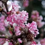 Duftender Winterschneeball Dawn - Viburnum bodnantense 60-90 cm