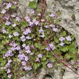 Mauer-Zimbelkraut Cymbalaria muralis 200 Samen