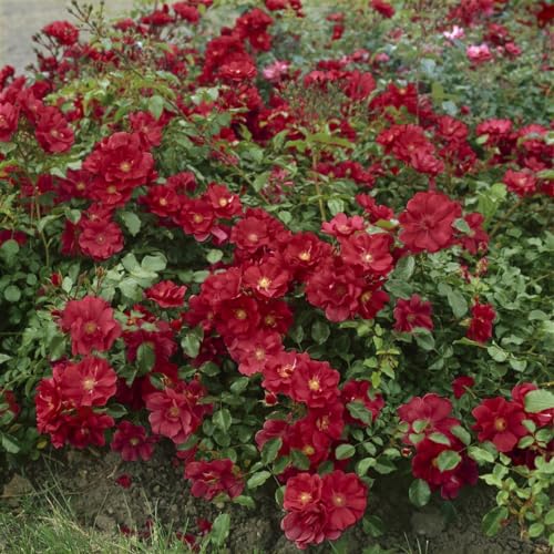 The Fairy Rot Bodendecker-Rose - Winterharte Gartenrose, Blühfreudig & Pflegeleicht, Rosa Blütenmeer, BDR P1