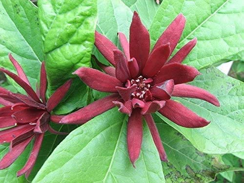 Echter Gewürzstrauch Calycanthus floridus Pflanze 15-20cm Nelkenpfeffer Rarität