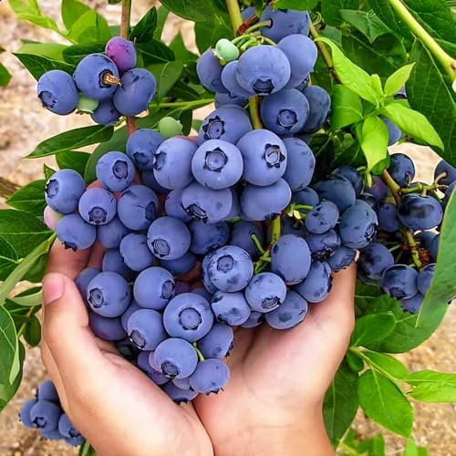 Topf-Heidelbeere Blaubeeren Pflanze "Bluecrop" 1 Pflanze, Vaccinium corymbosum reichtragend Heidelbeere für Töpfe & Kübel | Heidelbeere für Balkon, Terrasse oder Garten, Winterhart