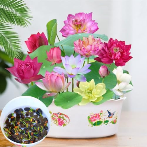 30PCS Lotus Samen Wohnung Gemischt: Schalenlotus Samen winterharte pflanzen für Garten, Pflanzen Kräuter Samen, Lotusblume Samen, Bonsai Samen Blumen Balkon, Blumen Saatgut Schalenlotus Samen