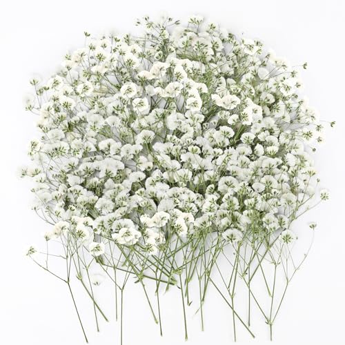 120 Stück Baby's Breath Getrocknet Blumen, Gypsophila Trockenblumen Gepresste Blumen für Bastelarbeiten, Harzkunst, Kerzenherstellung und HochzeitseinladungenTrockenblumen zum Basteln (Weiß)