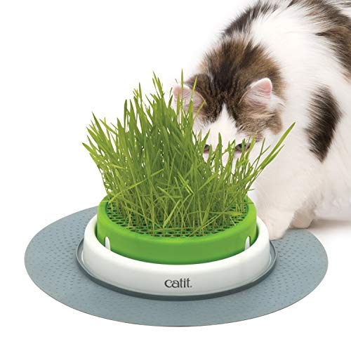 Catit Grass Planter, Katzengras, Katzengrastopf mit Abdeckgitter, 1 Stück (1er Pack)